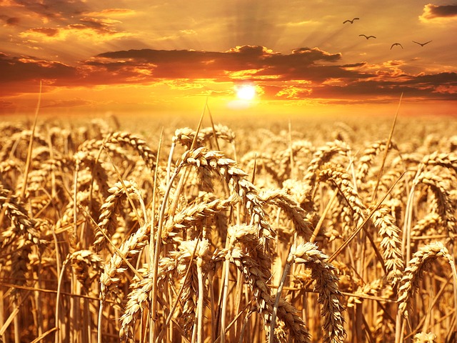 ABD'li Tarım Şirketi Syngenta Önümüzdeki Yıl Hibrit Buğday Tohumunu Kullanacak